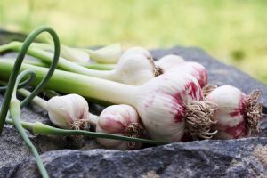 Fresh Garlic